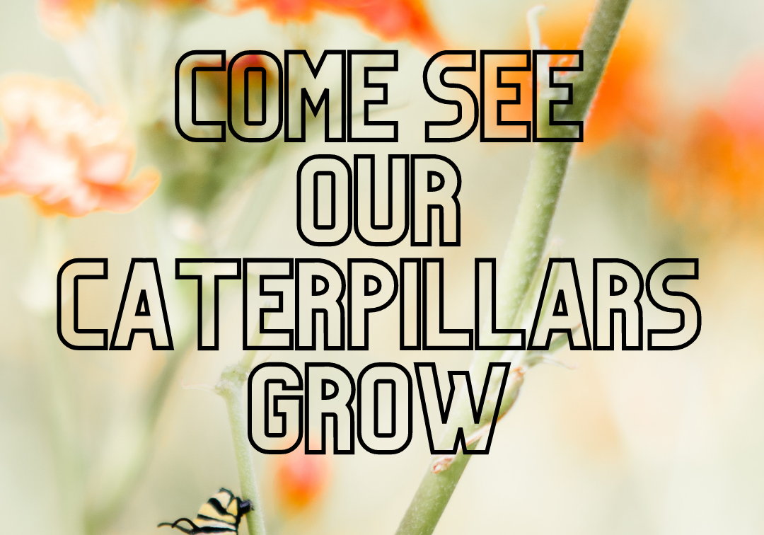 come see our caterpillars (1)